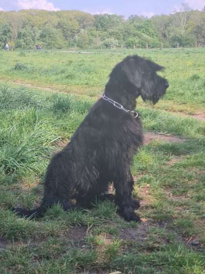 Wo sind die Riesenschnauzer?-Beitrag-Bild