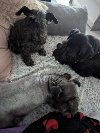 Mehrhundehaltung mit verschiedenen Größen und Altersgruppen-Beitrag-Bild