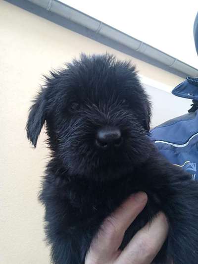 Wo sind die Riesenschnauzer?-Beitrag-Bild