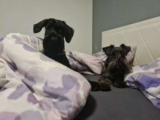 Dogorama Photo Challenge - Gegensätze-Beitrag-Bild