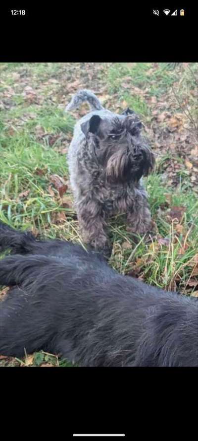 Die lustige Welt der Hunde-Mimik :)-Beitrag-Bild