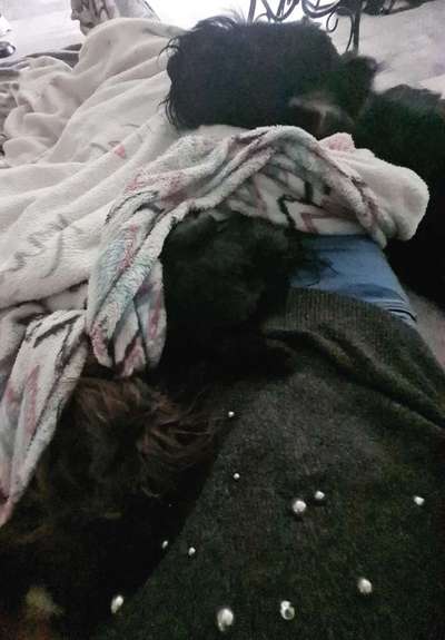 Vertrauen zwischen Hund und Halter-Beitrag-Bild