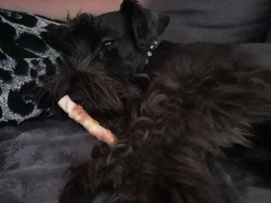 Zwergschnauzer gesucht-Beitrag-Bild