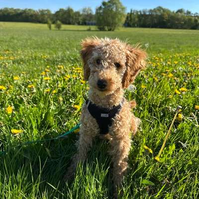 Hundetreffen-Spazieren und Trainieren 🐶-Bild