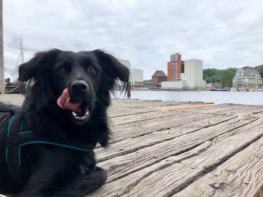 Die Dogorama Kalender Challenge 4/4-Beitrag-Bild