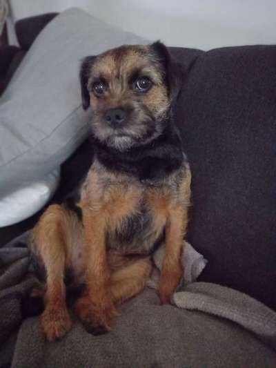 Border Terrier-Beitrag-Bild