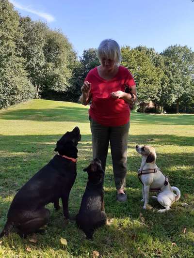 Border Terrier-Beitrag-Bild