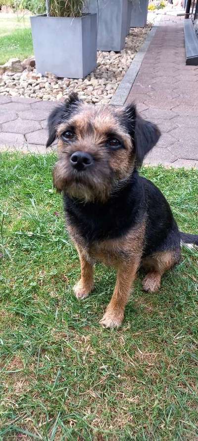 Border Terrier-Beitrag-Bild