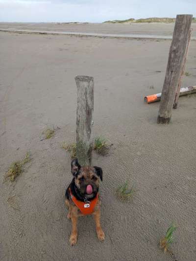 Border Terrier-Beitrag-Bild