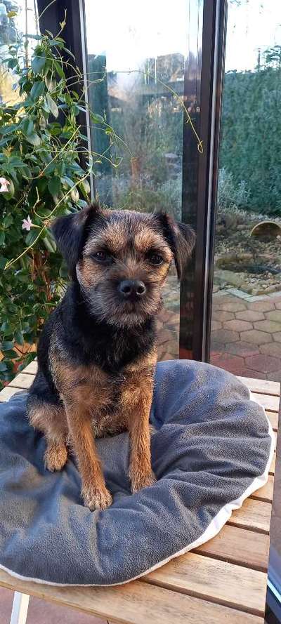 Border Terrier-Beitrag-Bild