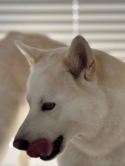 Akita Inu/American Akita (Mix) halter.-Beitrag-Bild