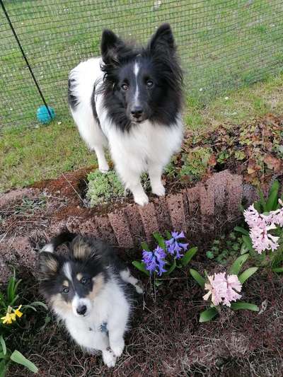 Die Dogorama Monats Challenge "Es grünt und blüht"-Beitrag-Bild