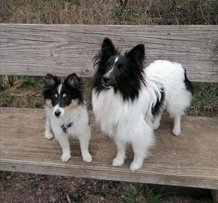 Shelties-Beitrag-Bild