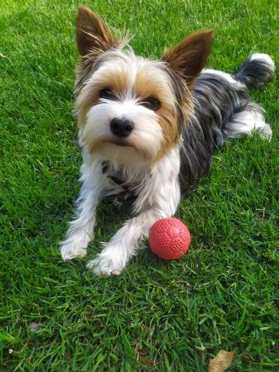 Yorkshire Terrier-Beitrag-Bild