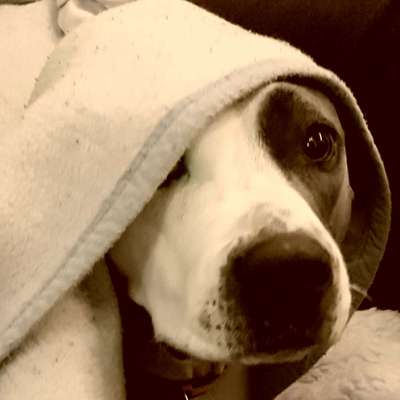 Zeigt mir die tollste Nahaufnahme von eurer Fellnase-Beitrag-Bild