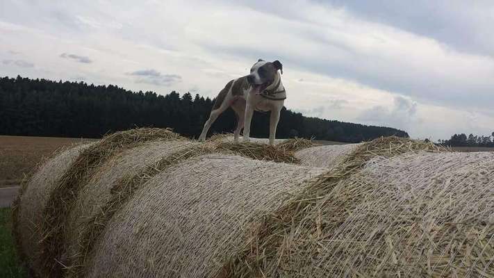 Listenhund/Kampfhund-Beitrag-Bild