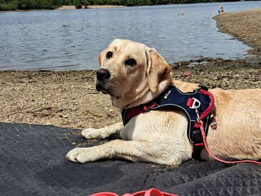 Hundetreffen-Gassirunde und Spieldates-Bild