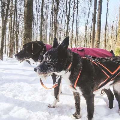 Hundetreffen-SocialWalk im Schlosspark-Bild