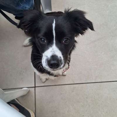 TierschutzhundeStammtisch🐕-Beitrag-Bild