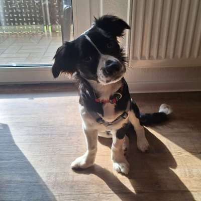 Hunde aus Rumänien-Beitrag-Bild