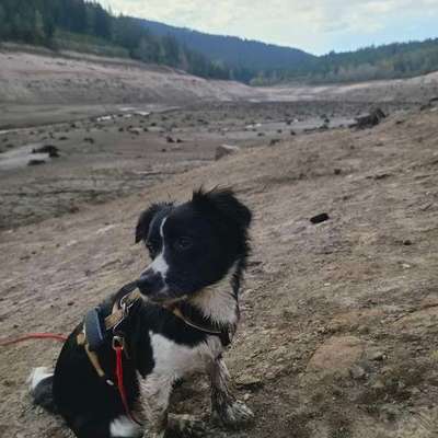 TierschutzhundeStammtisch🐕-Beitrag-Bild