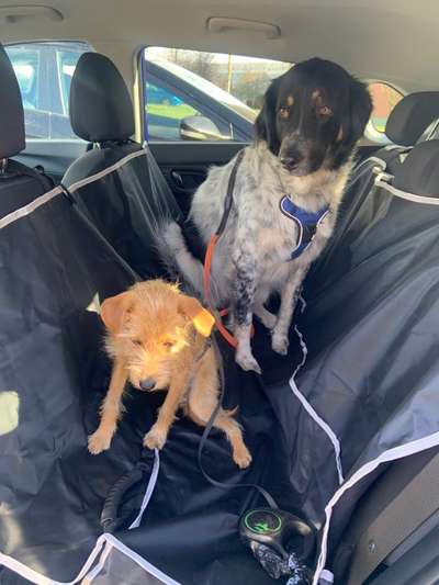 FOTOCHALLENGE 70 - Dein Hund im Auto-Beitrag-Bild