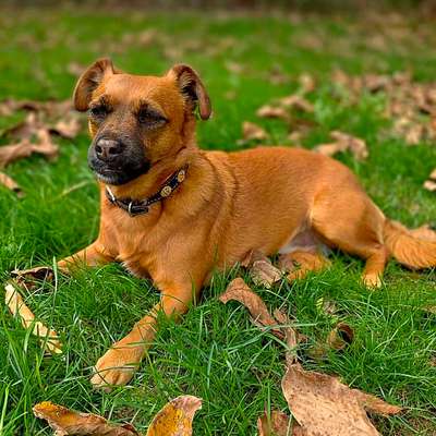 Hundetreffen-Hundetreffen-Bild
