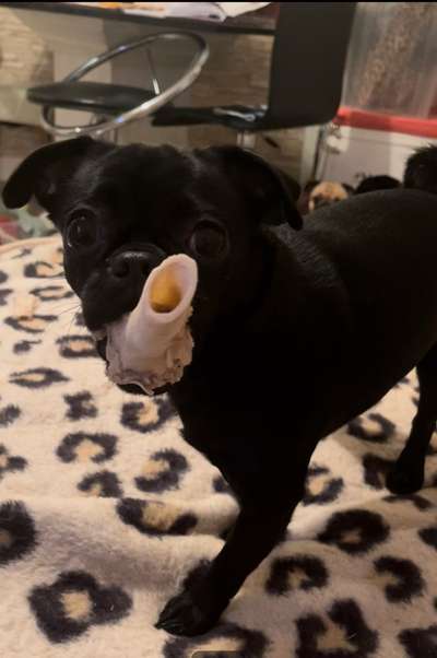 Zeigt mir die tollste Nahaufnahme von eurer Fellnase-Beitrag-Bild