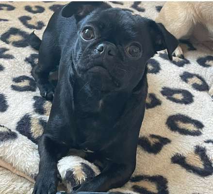 Zeigt mir die tollste Nahaufnahme von eurer Fellnase-Beitrag-Bild