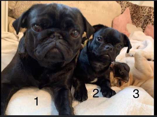 Zeigt mir die tollste Nahaufnahme von eurer Fellnase-Beitrag-Bild