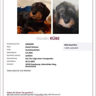 Suchmeldung-Rübe-Bild