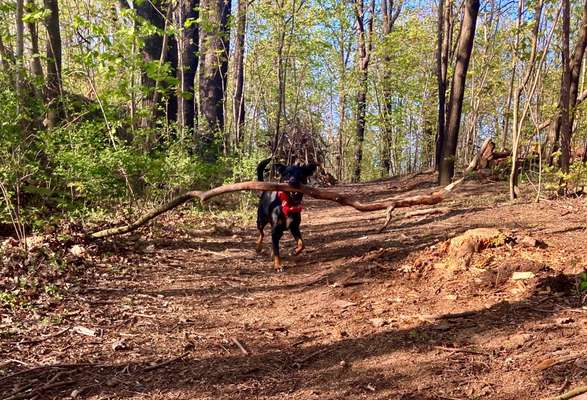 Knüppel aus dem Wald Foto Wettbewerb-Beitrag-Bild