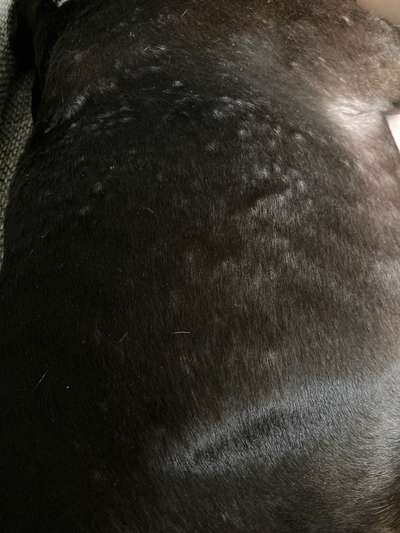 Was könnte der Hund meiner Freundin haben?-Beitrag-Bild