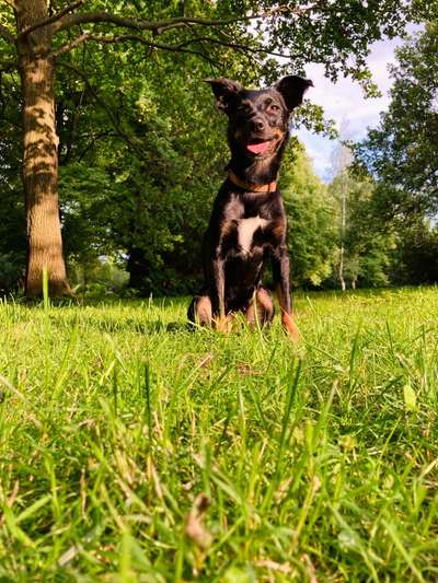 Die Dogorama Wochen Challenge: “Dein Hund im Urlaub”-Beitrag-Bild