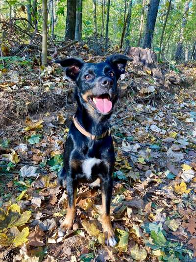 Fotochallenge Nr. 59 - Mein Hund zeigt die Zunge-Beitrag-Bild