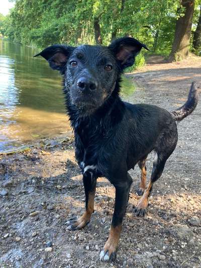 Challenge 41 - Mein Hund im Urlaub-Beitrag-Bild