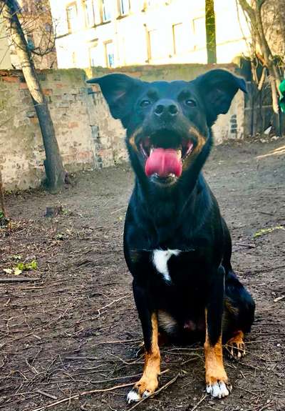 Challenge 23 : "  Euer Hund beim Frühlingserwachen "-Beitrag-Bild