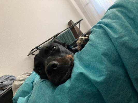 Die besten Hundeblicke 🐾❤️-Beitrag-Bild