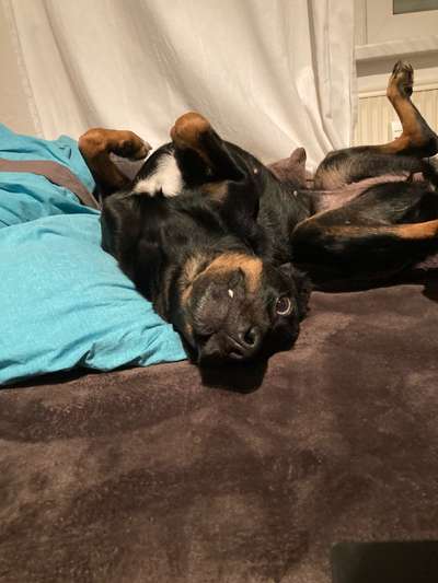 Hier ist der Spaßthread. Zum Schmunzeln und Kaputtlachen-Beitrag-Bild