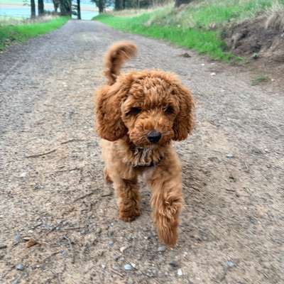 Hundetreffen-Zwergpudel Junghund sucht Spielkameraden-Bild