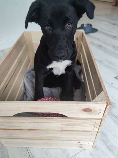 Zeigt mir eure Schäferhund Mischlinge :-)-Beitrag-Bild