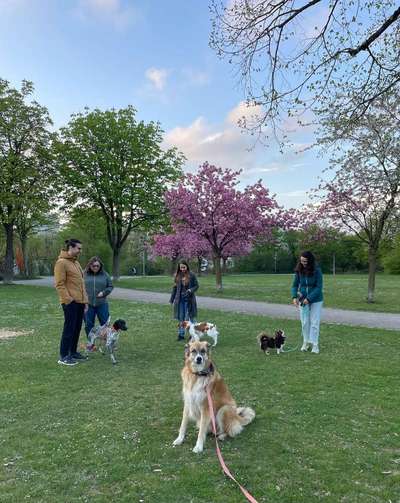 Hundetreffen-Social Walk Westpark Ostteil-Bild