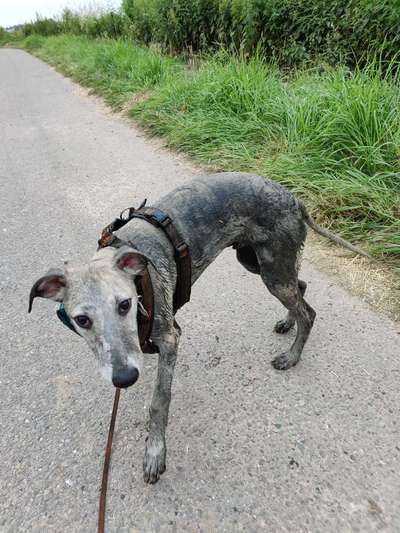 Whippet-Beitrag-Bild