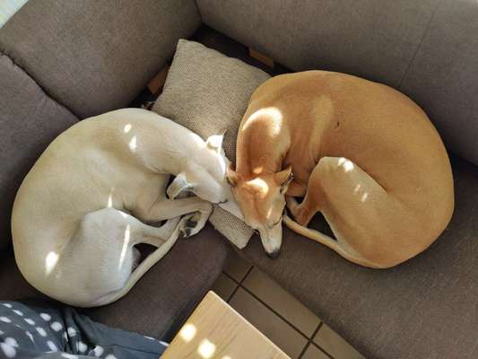 Whippet-Beitrag-Bild