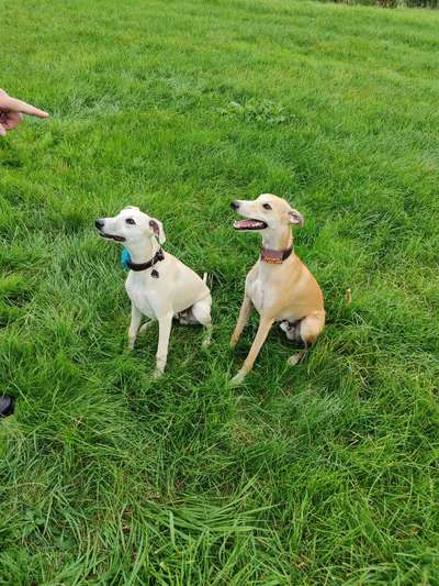 Windhunde - Treffen der besonderen Schönheiten
HERZLICH WILLKOMMEN-Beitrag-Bild