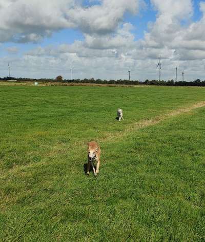 Windhunde - Treffen der besonderen Schönheiten
HERZLICH WILLKOMMEN-Beitrag-Bild
