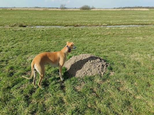 Windhunde - Treffen der besonderen Schönheiten
HERZLICH WILLKOMMEN-Beitrag-Bild