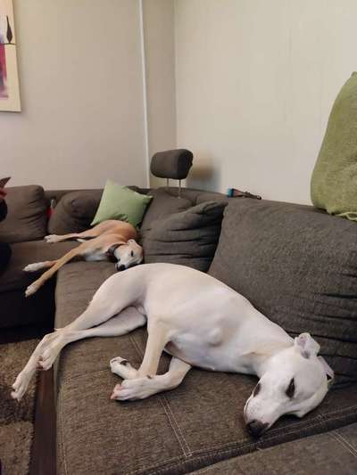 Windhunde - Treffen der besonderen Schönheiten
HERZLICH WILLKOMMEN-Beitrag-Bild