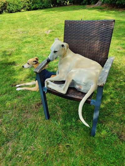 Windhunde - Treffen der besonderen Schönheiten
HERZLICH WILLKOMMEN-Beitrag-Bild