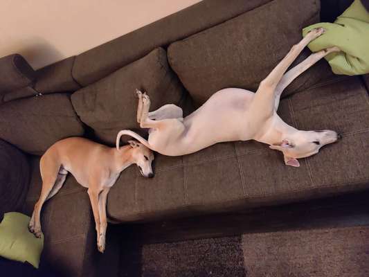 Windhunde - Treffen der besonderen Schönheiten
HERZLICH WILLKOMMEN-Beitrag-Bild